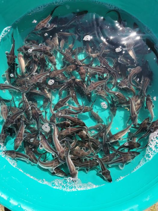 Приймаємо замовлення на малька