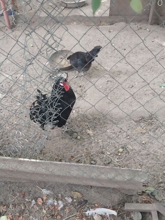 Продаються Кури та півень