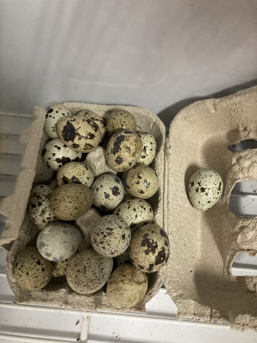 Ovos coderniz e codernizes