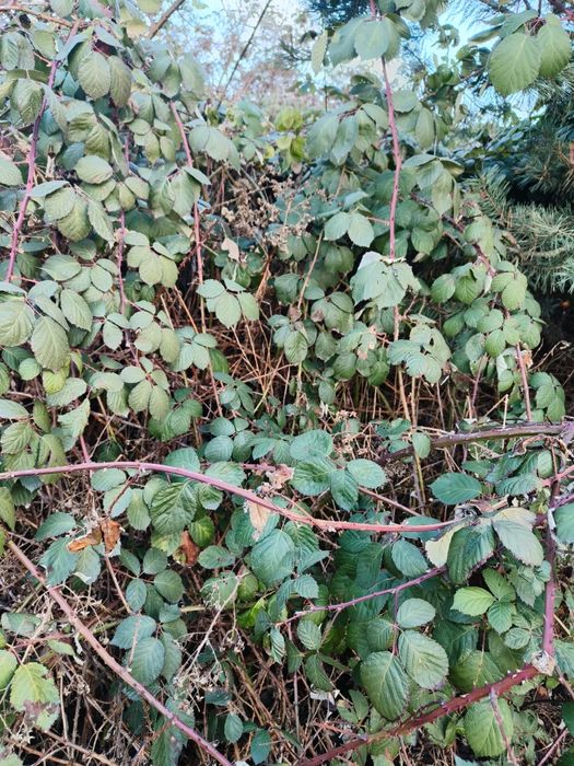 3xZestaw Pokarmu Dla Patyczaków Jeżyna Zimozielona cięta 10 sztuk 30cm