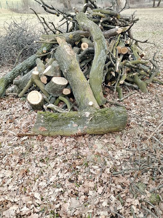 Drewno opałowe dąb. Duża ilość