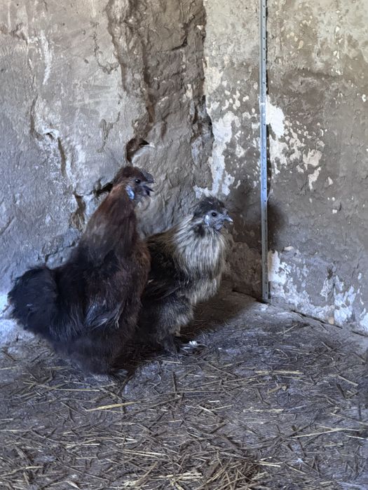 Sprzedam 2 koguty silka 1,5 roku maja