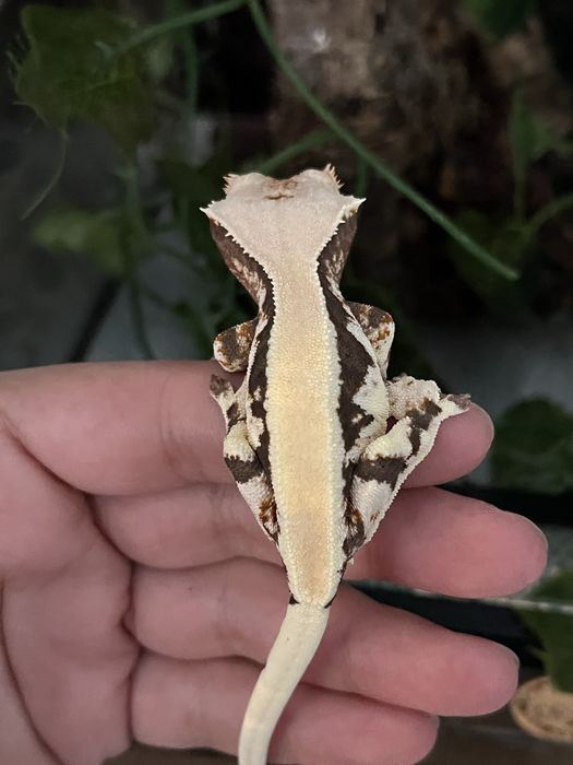 Gekon orzęsiony DP2 cliatus samiec created gecko crestie