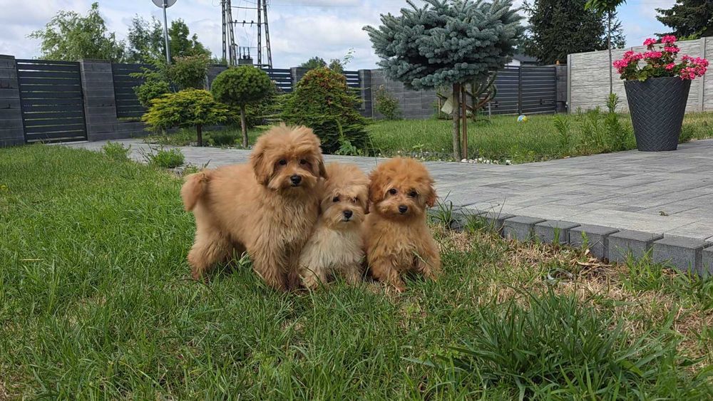 Maltipoo szczeniak
