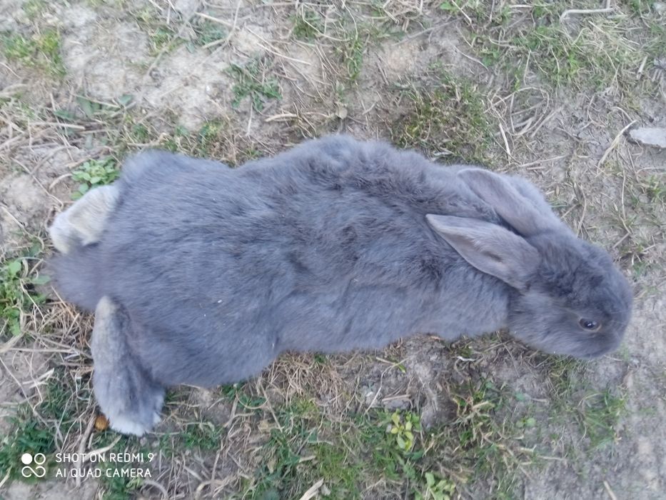 Samce kalifornijskie