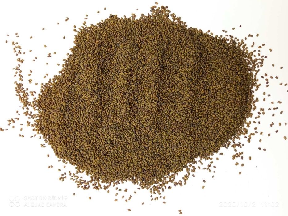 Продам насіння  люцерни  .прочищена,  магниченна