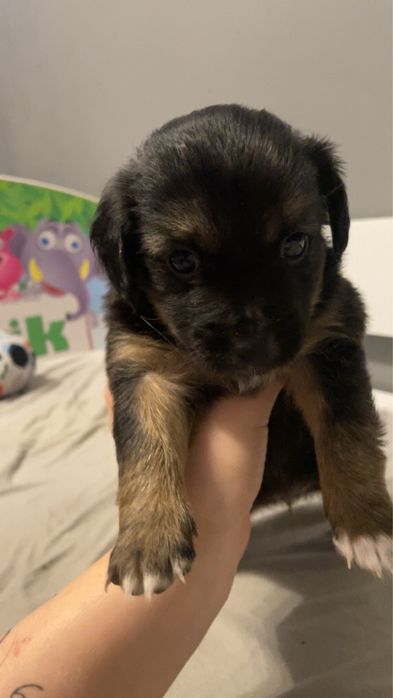 Oddam za darmo szczeniaki