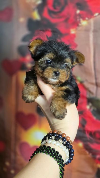 MINI XXS uroda laleczki wyjątkowy chłopiec maluszek Yorkshire Terrier