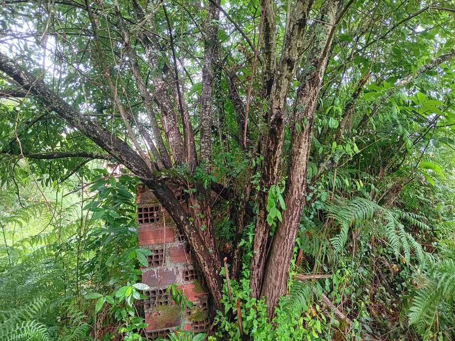 Lenha de boa qualidade