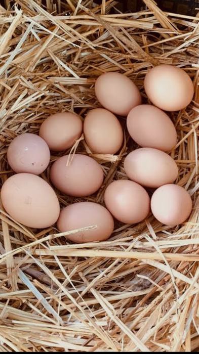 Vendo ovos caseiros