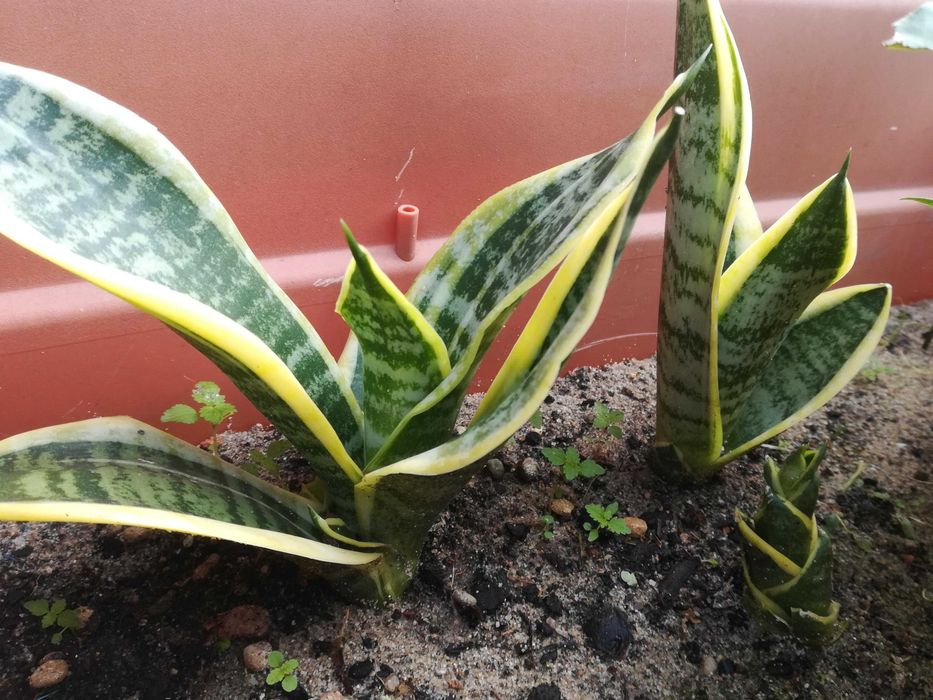 Flores / suculentas / plantas