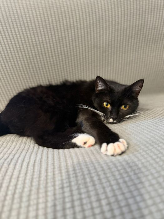 Filigranowa koteczka do adopcji
