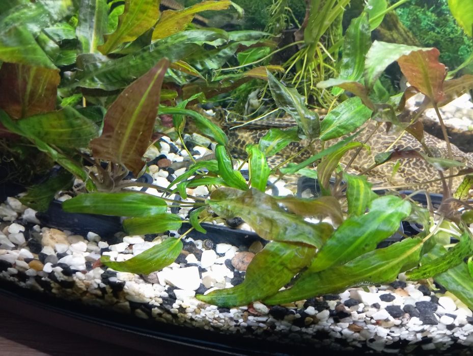 Rośliny akwariowe