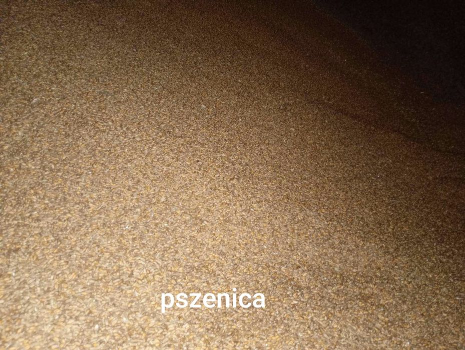 Sprzedam zboże jęczmień pszenica pszenżyto kukurydzę