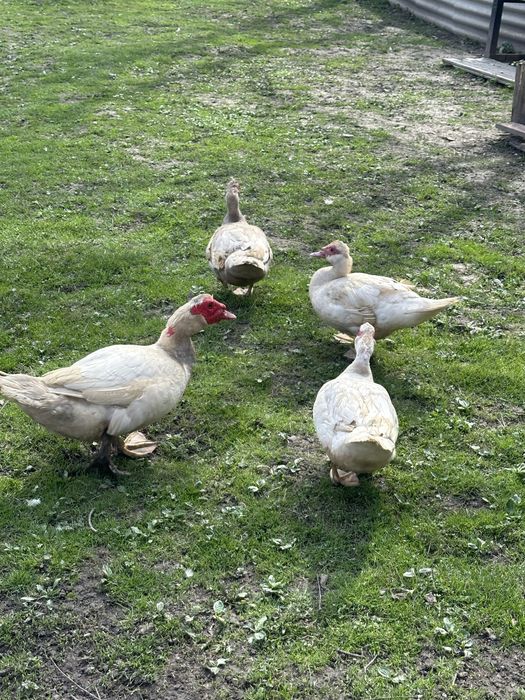 Каченята індо шипуни мускусні