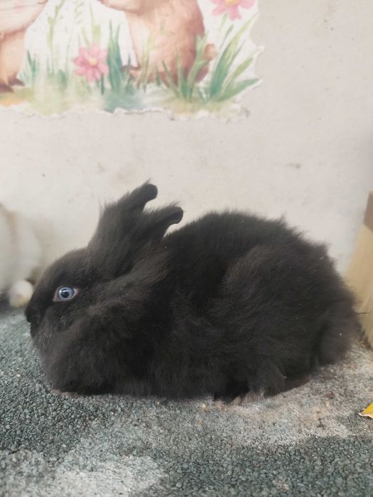 Coelhos Anões Mini Lionhead