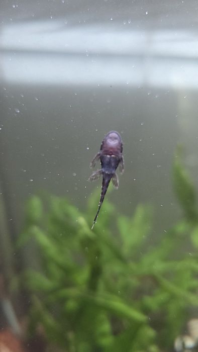 Peixe de água quente, conhecido por limpa fundos.