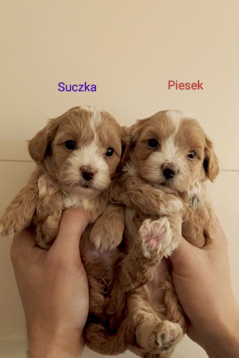 Maltipoo Piesek ,Suczka