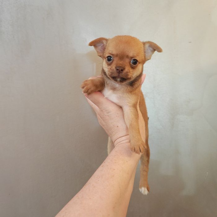 Chihuahua krótkowłosa Suczka pomarańczowa biszkoptowa ruda