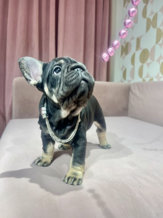 Преміум щеня французького бульдога Big Rope, дівчинка Black & Tan