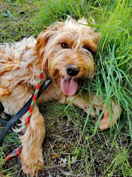 Noa - cão médio para adoção