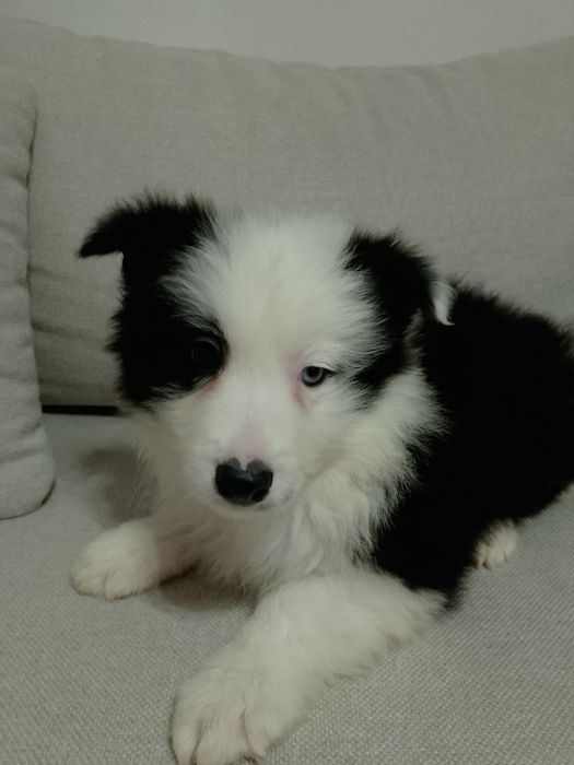 Border Collie Piesek