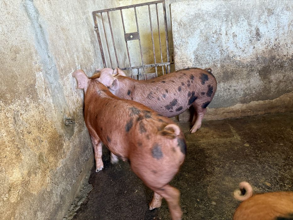 Porcos DUROC  80-120kg