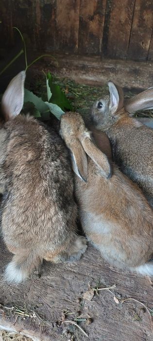 Крольчата,кролик