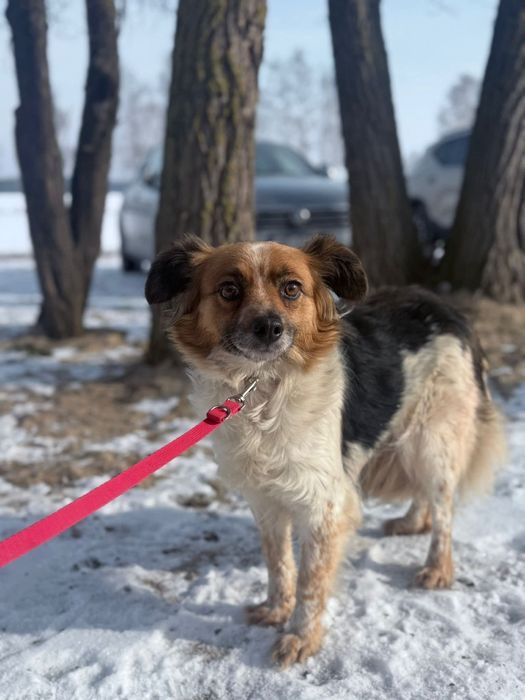 Malutka Piri nieśmiało rozgląda się za domem stałym