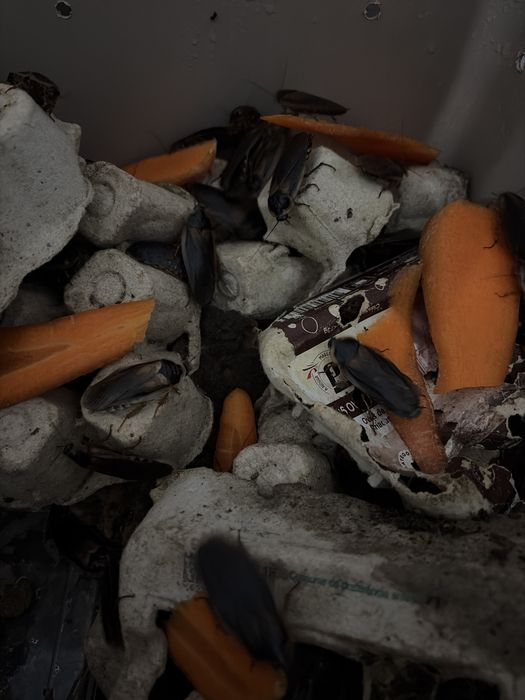 Baratas Argentinas Machos