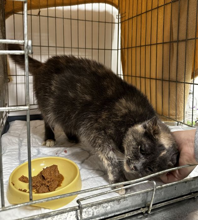 Трехцветная девочка, ~1 год