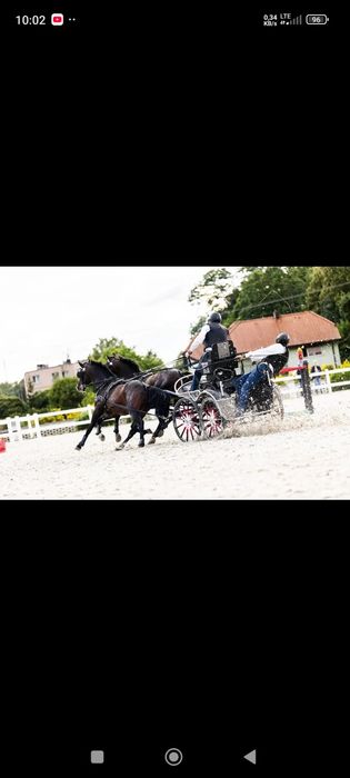 Para koni małopolskich Belfast i Peczudo