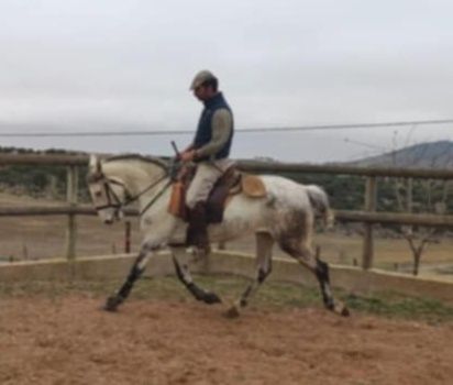 Égua Lusitana montada