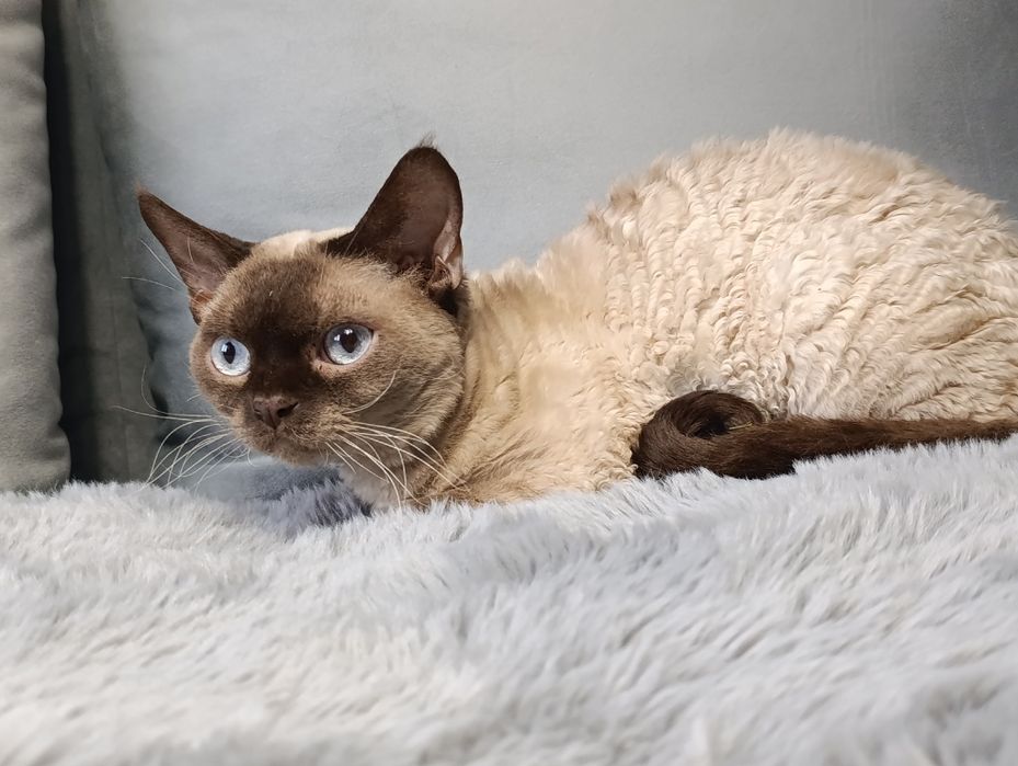 Kotka Devon rex cudo  rodowód FPL