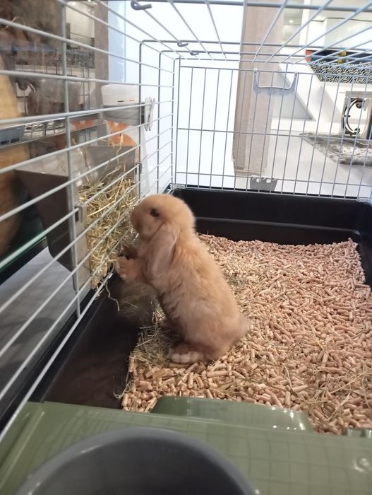 Casota/gaiola- usada