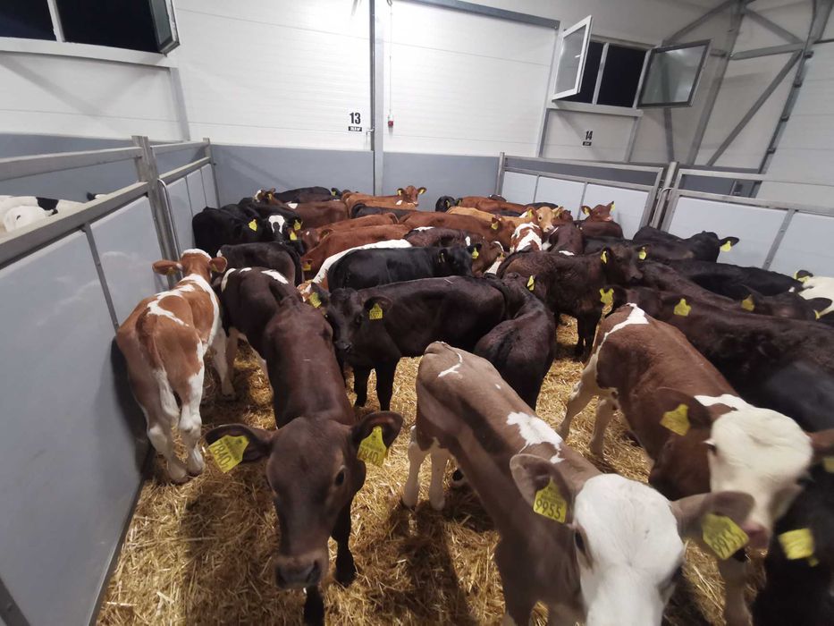 Cielęta  Jałówki MM 50-90 kg POLSKIE.Duży wybór  Raciąż