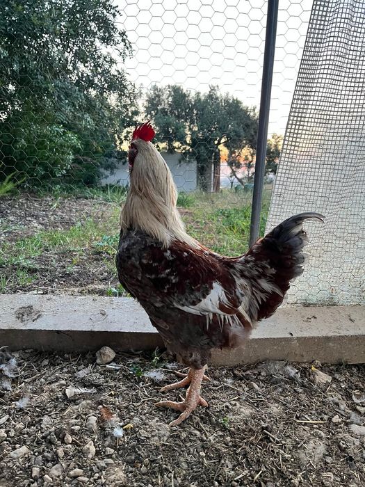 Troco ou vendo galos por galinhas poedeiras