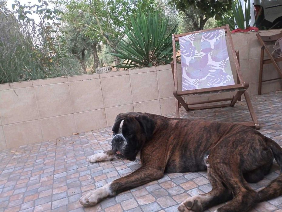 Boxer Acasalar LOP (apenas quero um dos cães)