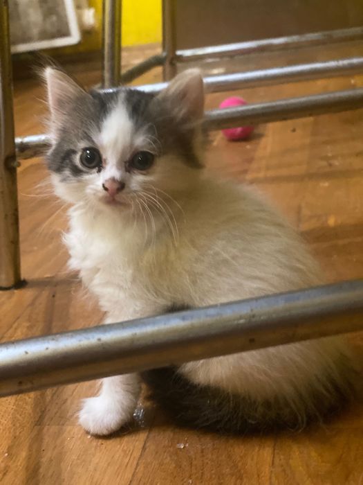 Кошенята ,1,5 міс шукають родину