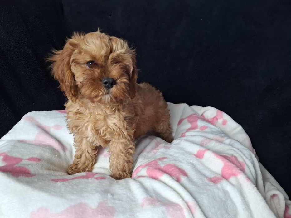 Cavapoo suczka gotowa do odbioru