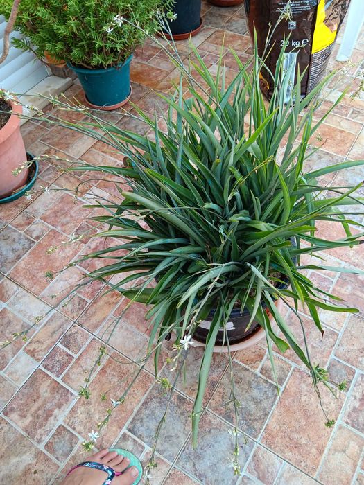 Jardins, plantas decorativas