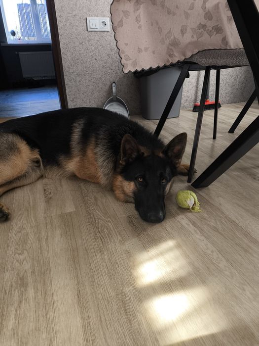 В'язка тварин вівчарка