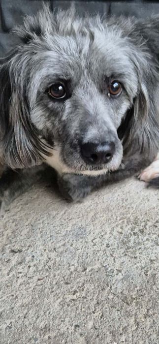 Kochana sunia szuka dobrego domu