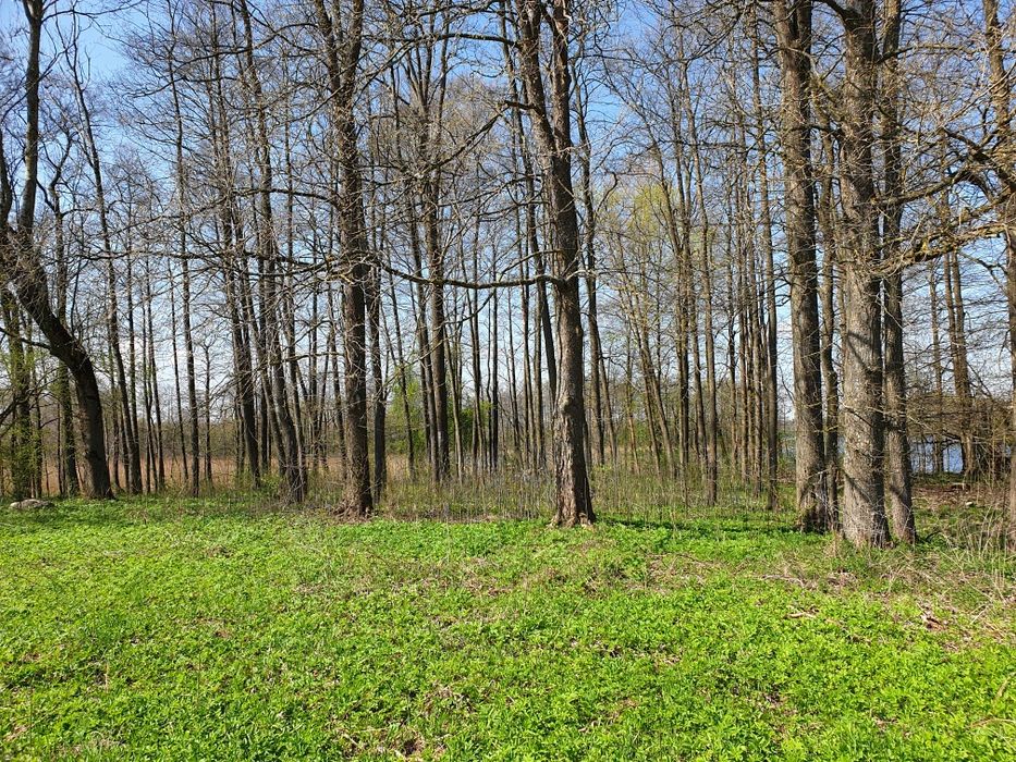 Działka rekreacyjna nad jeziorem Żywy - Vista 2