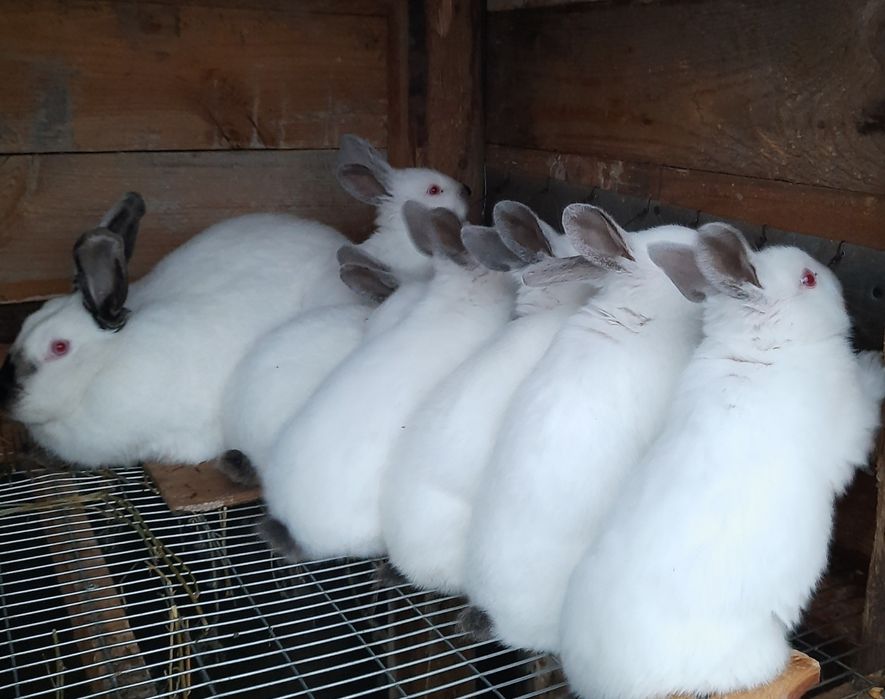 Кролики Каліфорнія
