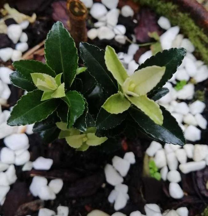 Planta Paloma branca