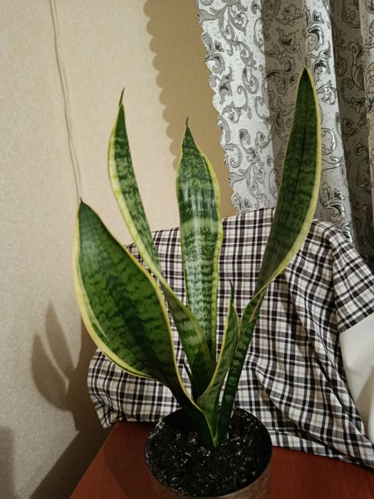 Кімнатні рослини