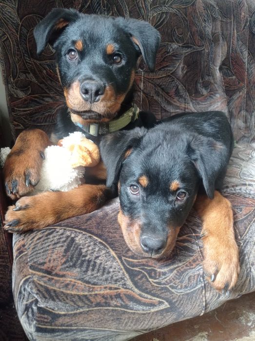 Цуценята Ротвейлера