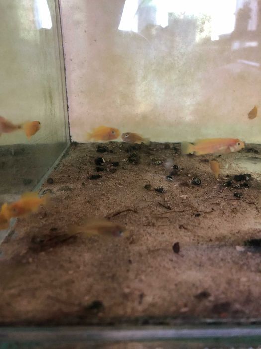 Pyszczaki Saulosi 1.5cm malutkie