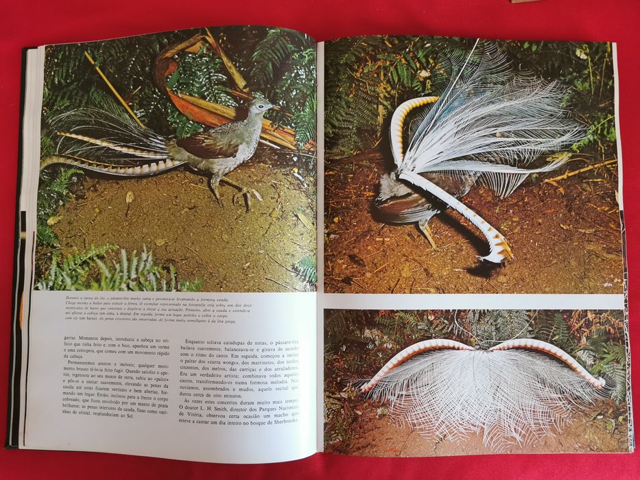 Livro - O Assombroso Mundo da Natureza